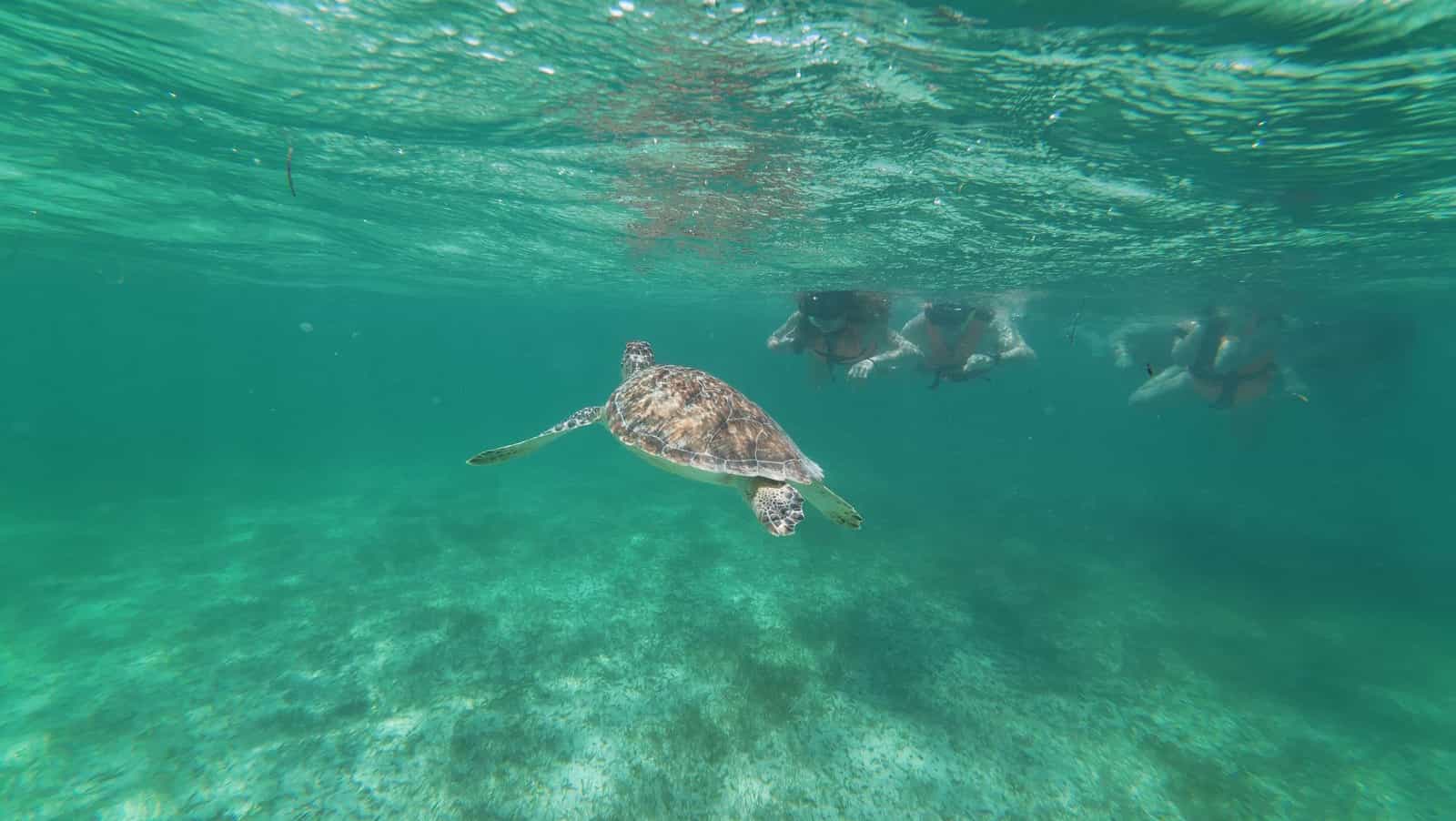 ziplineturtles