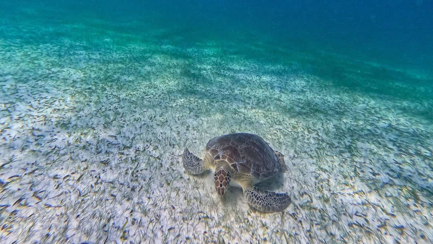 ziplineturtles